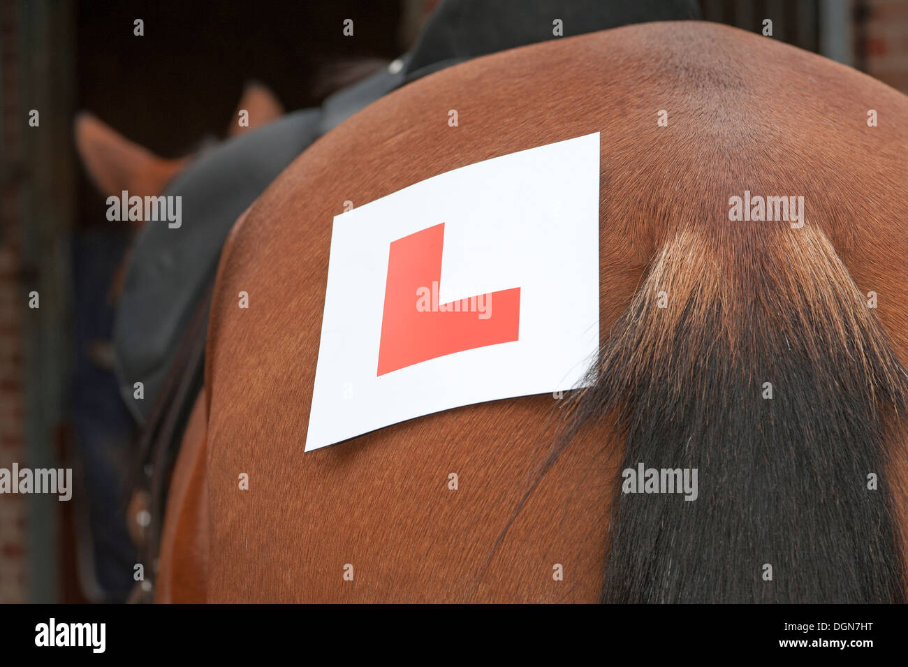 Learning to ride L plate on the rump of a horse Stock Photo