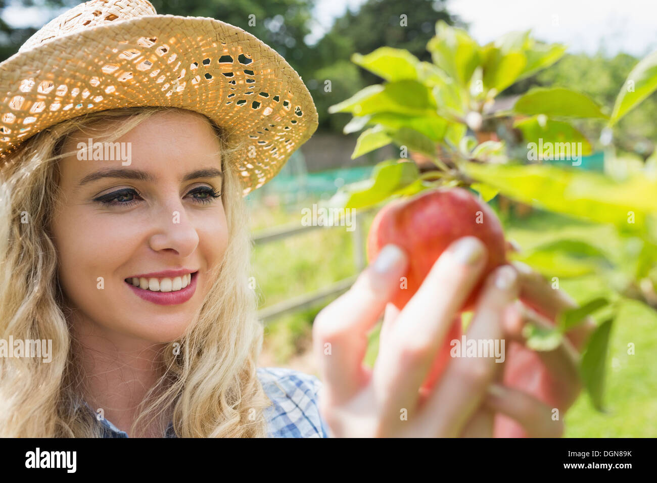 Young blonde picking an apple from a tree Stock Photo