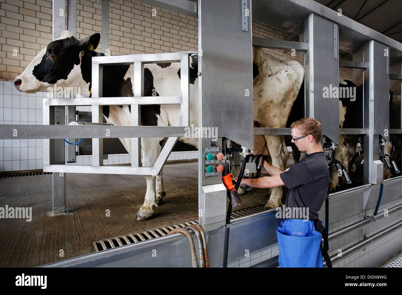 Gelsenkirchen, Germany, an apprentice at the cows in the milking parlor Stock Photo