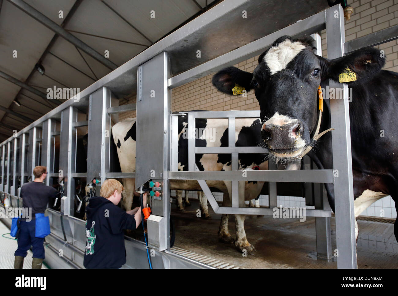 Gelsenkirchen, Germany, an apprentice at the cows in the milking parlor Stock Photo