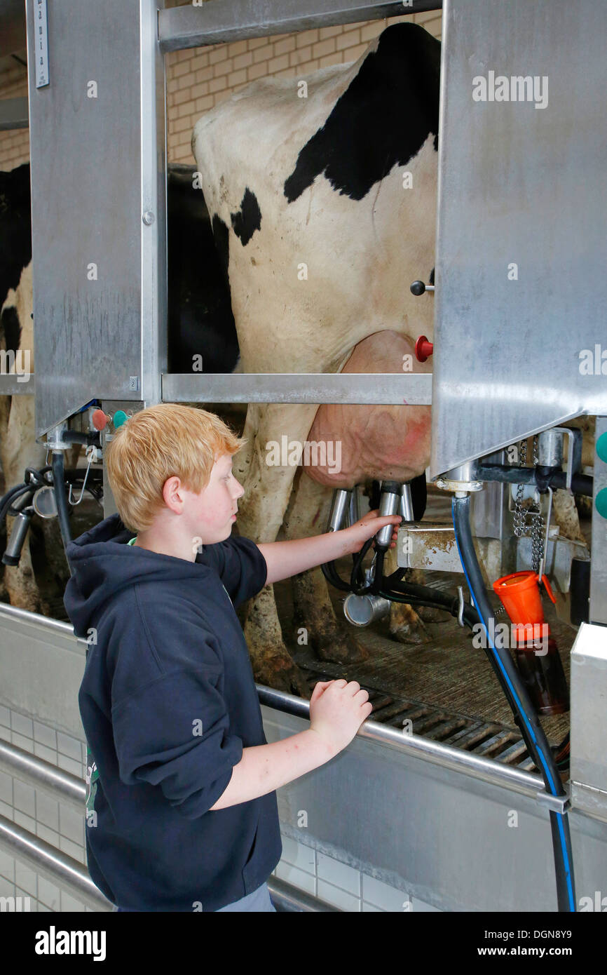 Gelsenkirchen, Germany, a Schuelerpraktikant at the cows in the milking parlor Stock Photo