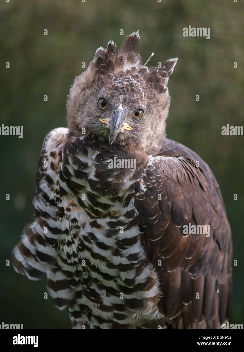Crowned Eagle, close up of head and wings Stock Photo - Alamy