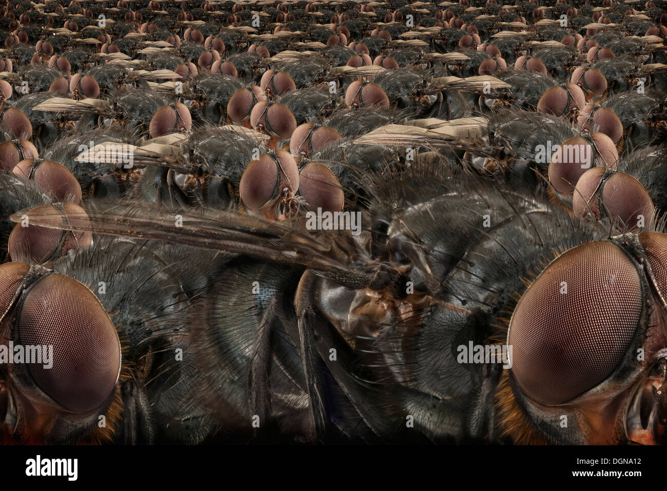 A composite image of a cluster of flies. Stock Photo