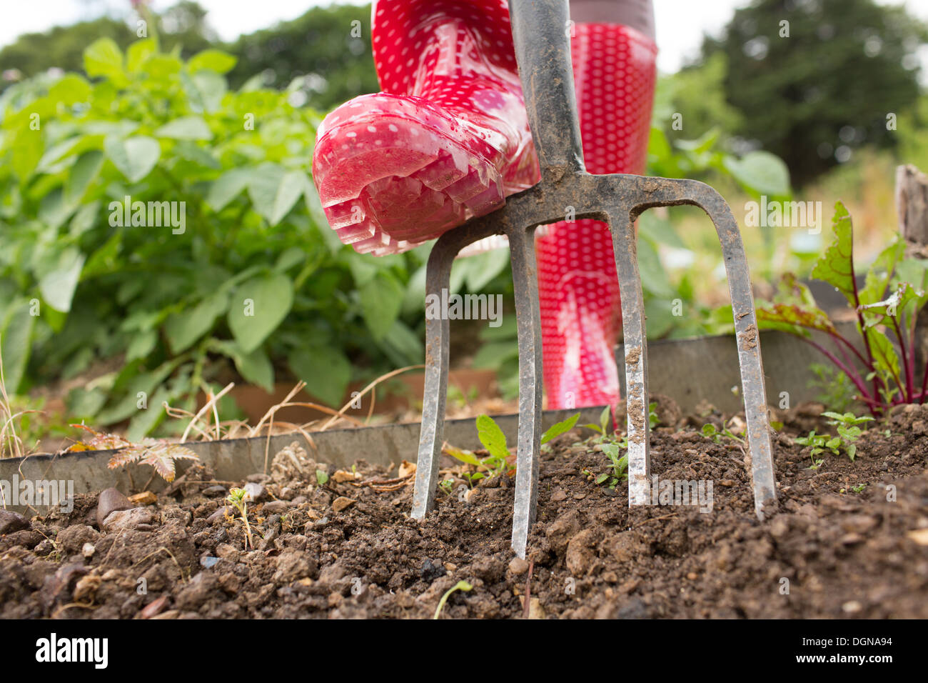 Woman wearing red rubber boots working in the garden Stock Photo