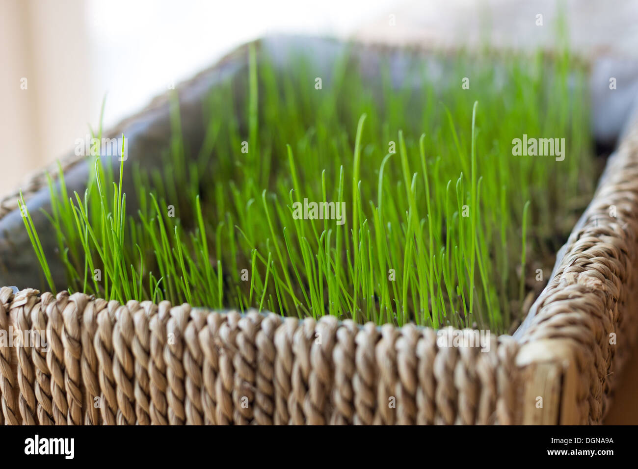 Closeup of traditional Nordic Easter grass in a basket Stock Photo