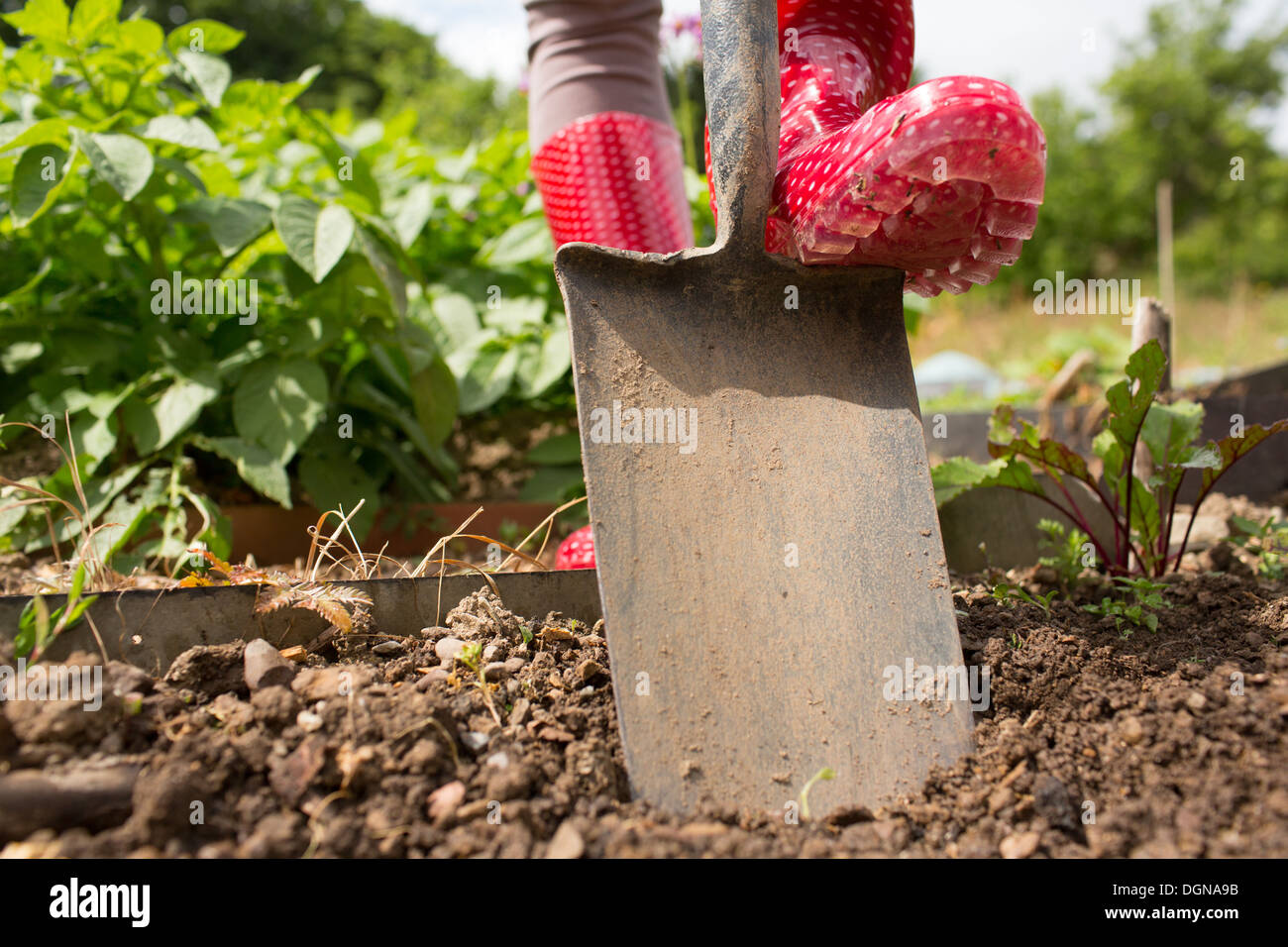 Woman wearing rubber boots working in the garden Stock Photo