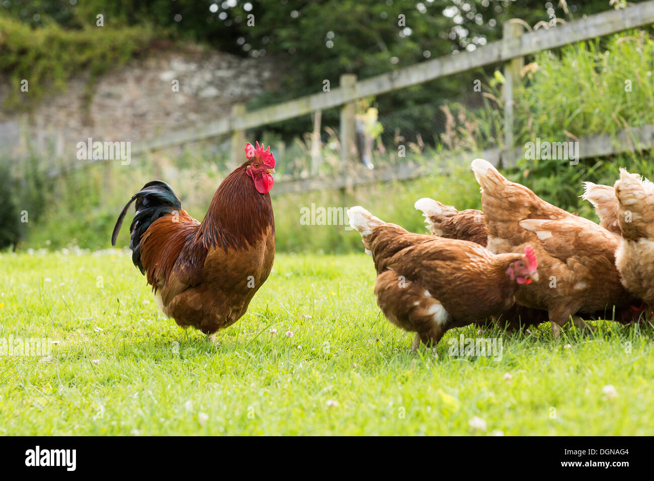 Chickens on a lawn with a cockerel Stock Photo
