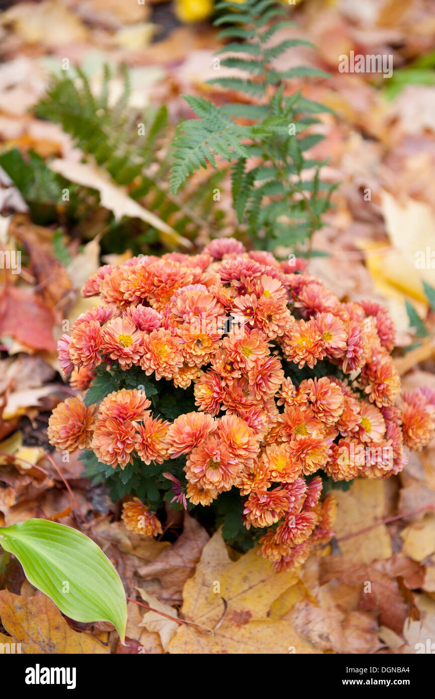 Autumn Dendranthema or Chrysanthemum flowers Stock Photo