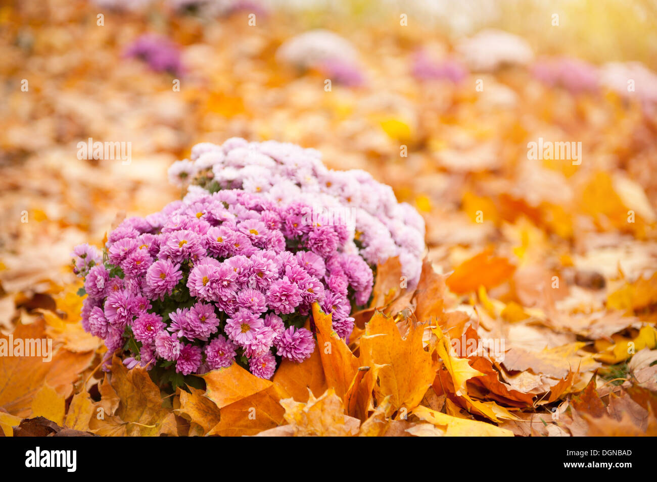 Dendranthema or Chrysanthemum in autumn leaves Stock Photo