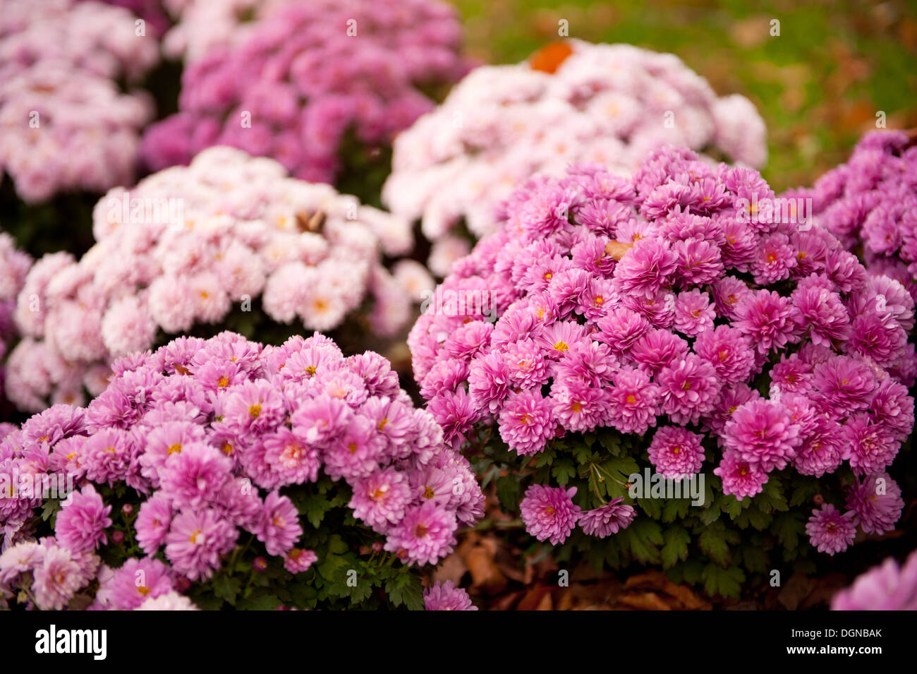 Many pink Dendranthema or Chrysanthemum blooming Stock Photo