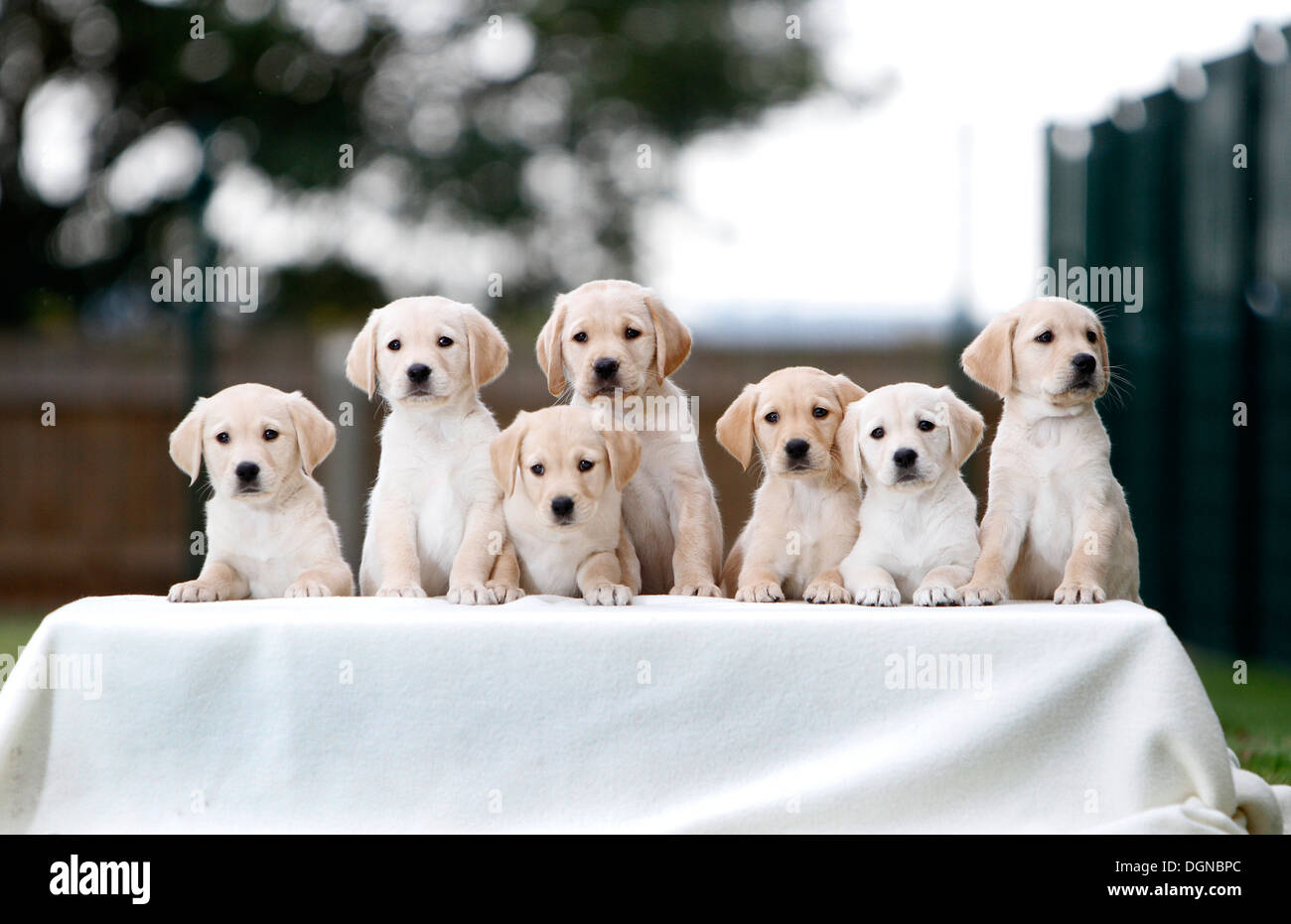 why are guide dogs always labradors