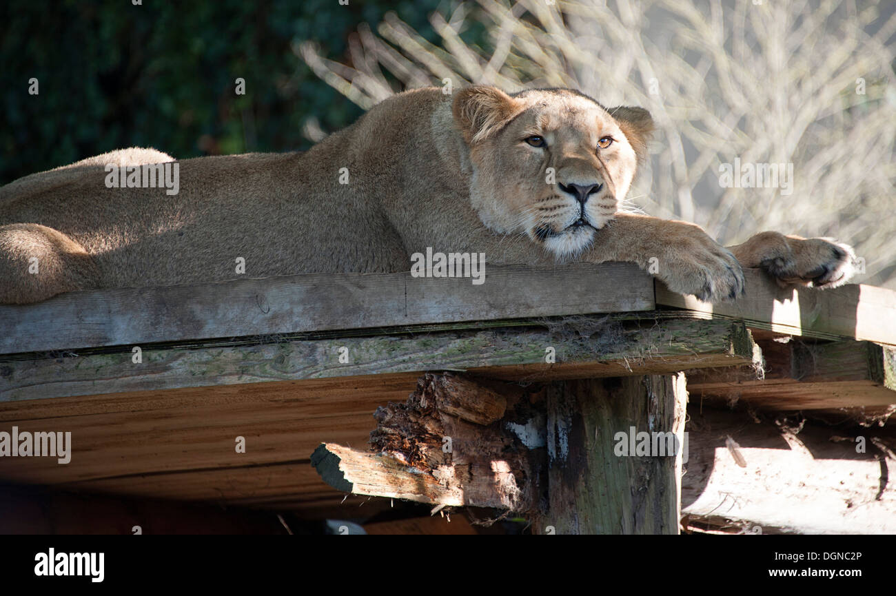 Lioness lies resting in the Autumn sun in London Zoo. Stock Photo