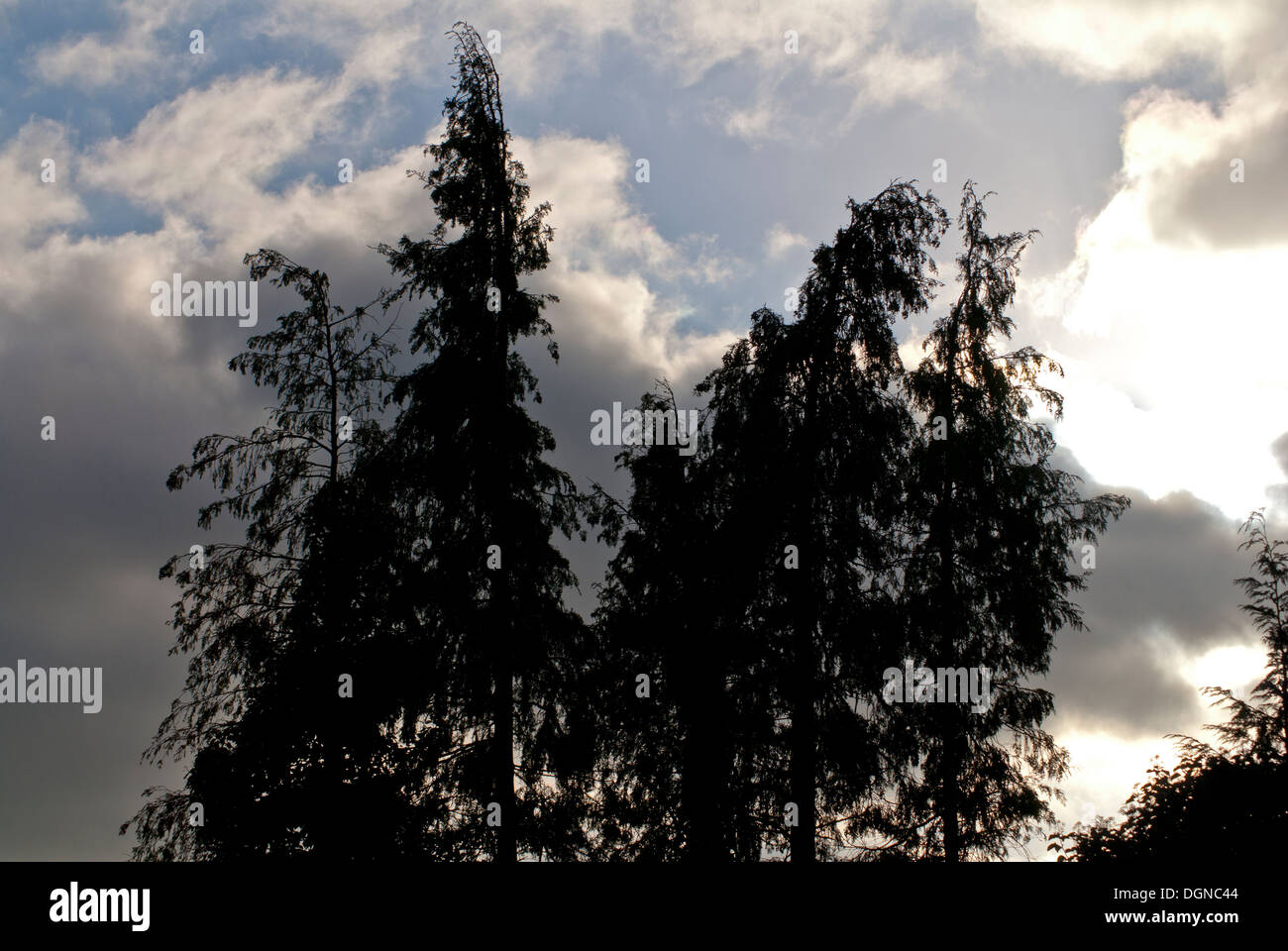 big tree silhouette against night dark sky Stock Photo - Alamy