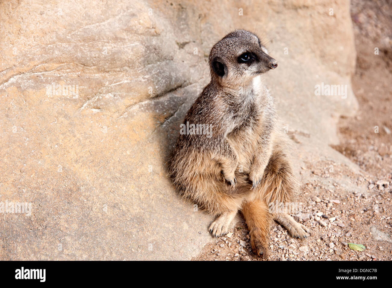 Meerkat looking very cute sitting at base of rock with tail in front ...