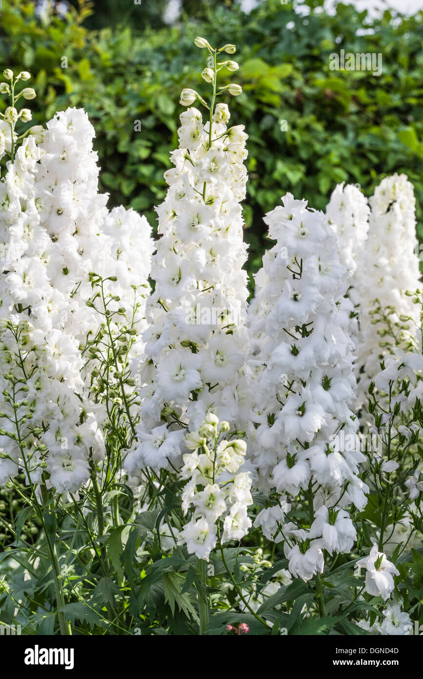 White delphinium, 'Jill Curley' Stock Photo