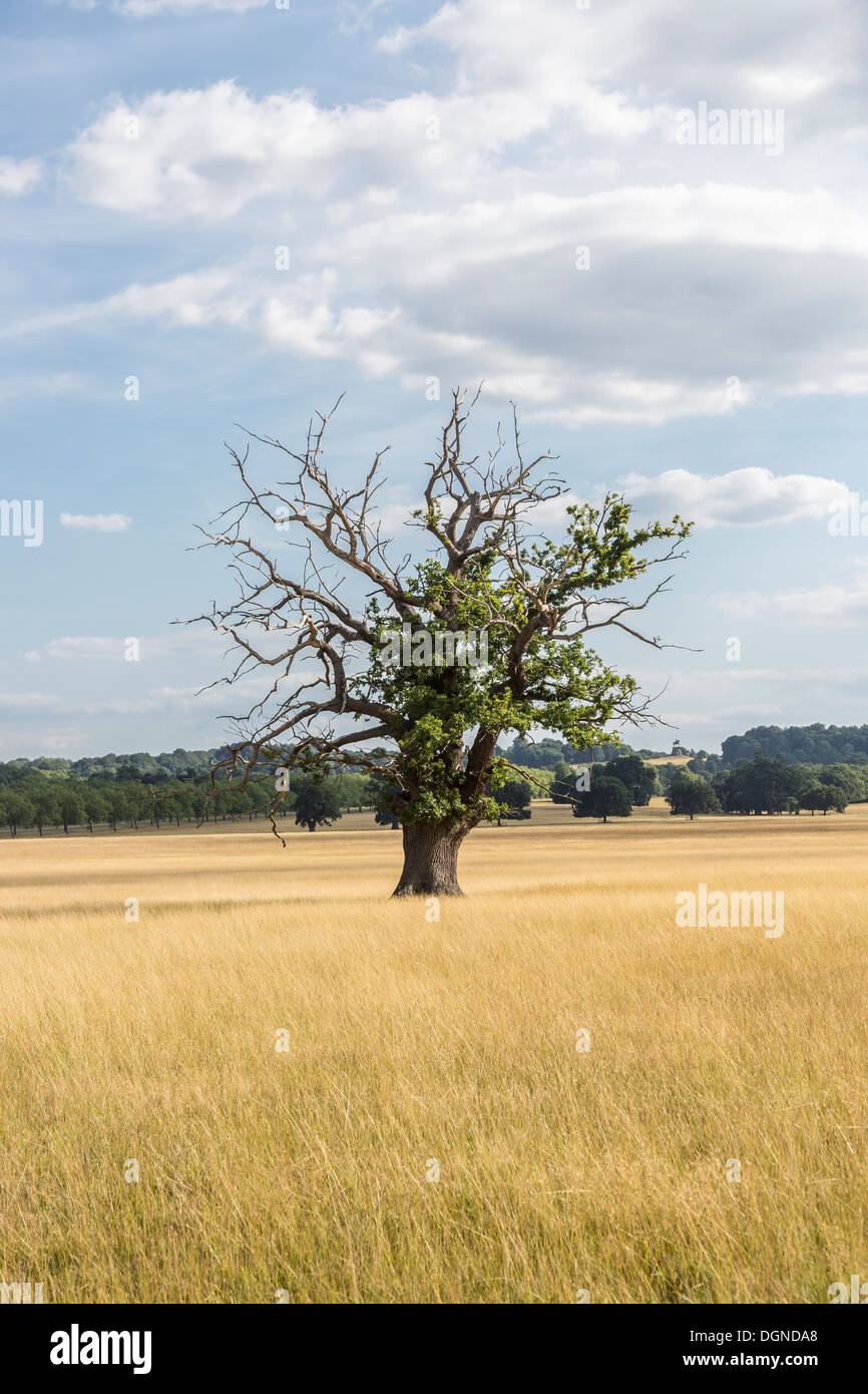 Sudden oak death hires stock photography and images Alamy