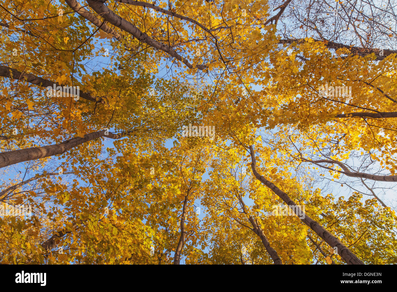 crown of trees with clear blue sky high dynamic range image Stock Photo