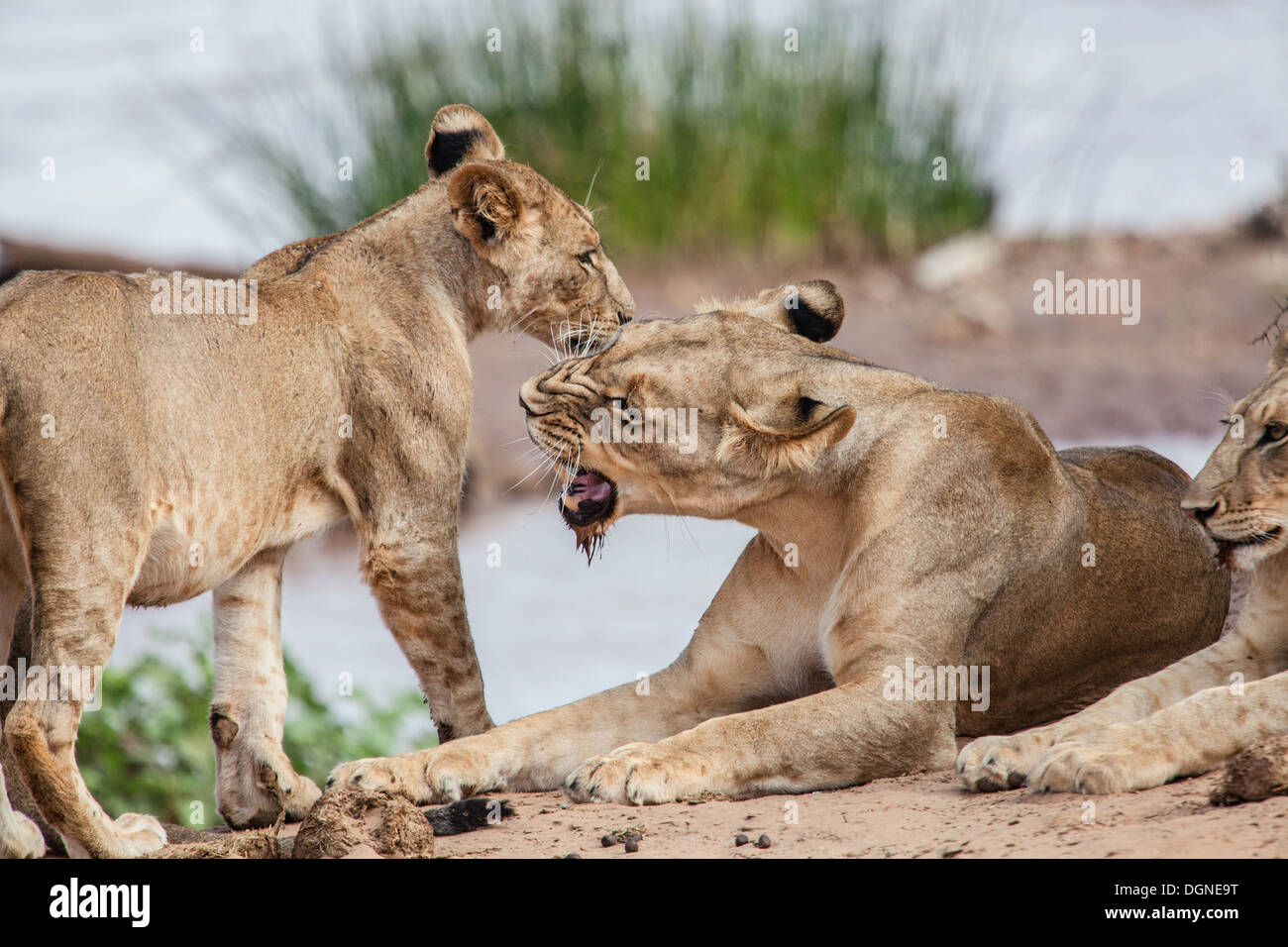 a lioness and her cub Stock Photo