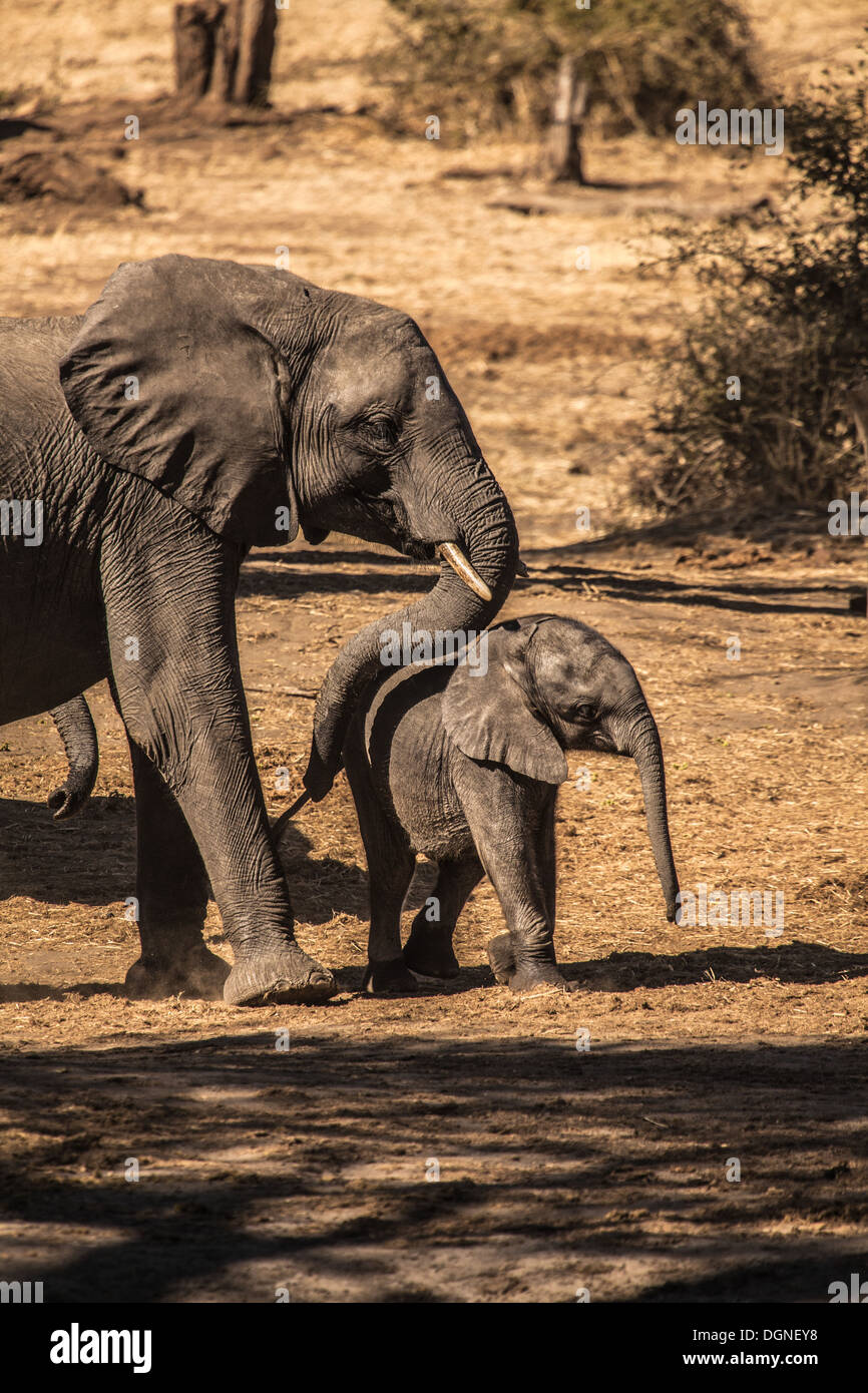 A mother Elephant with her calf Stock Photo - Alamy