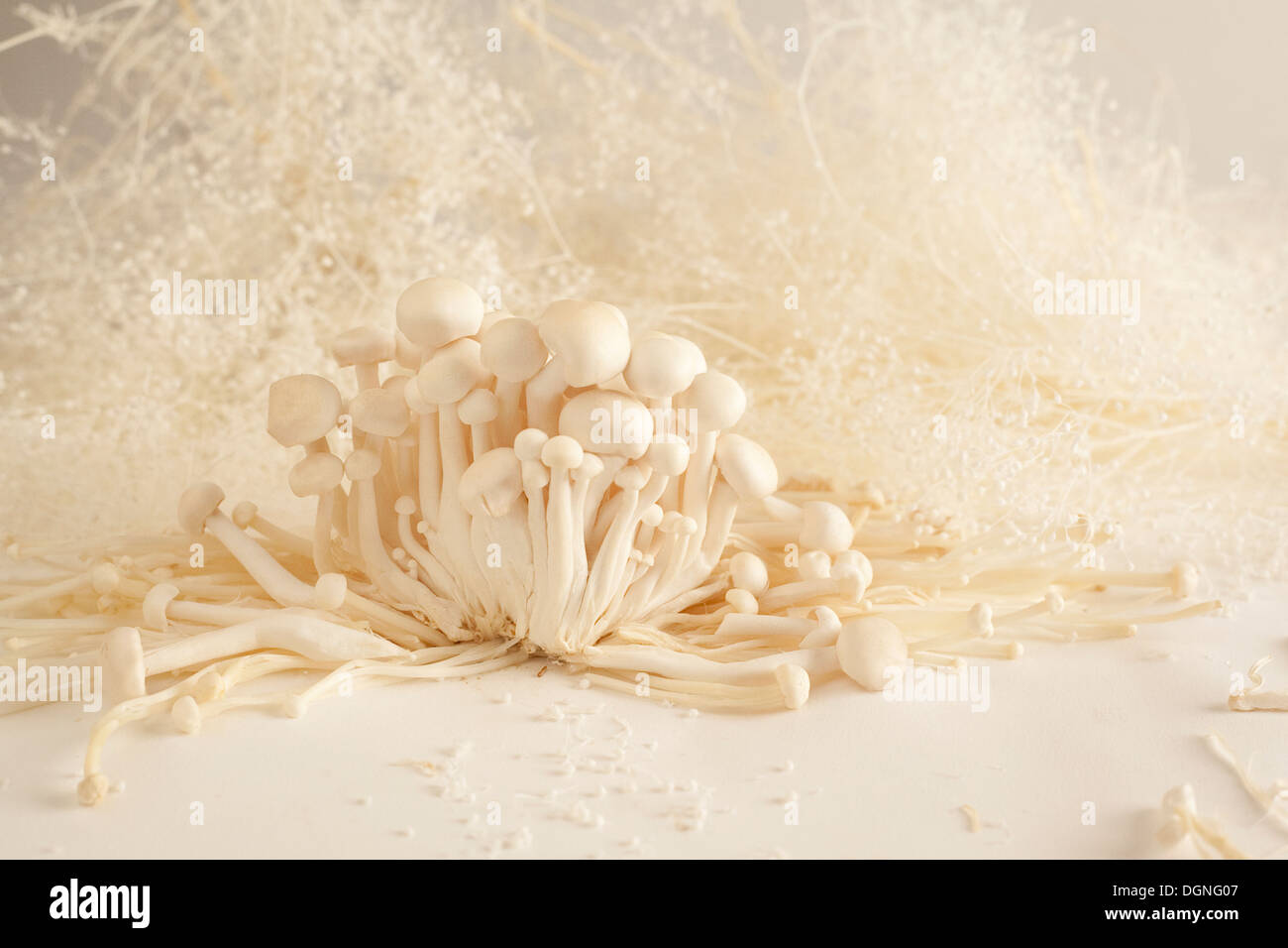 White Beech Mushroom Stock Photos & White Beech Mushroom Stock Images