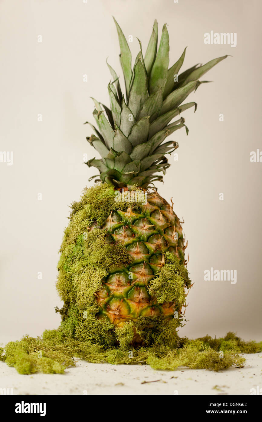 Isabella cassini Stock Photos & Images from Alamy