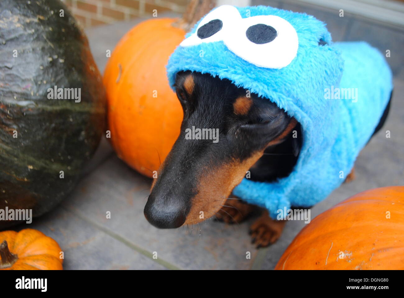 FILE - An archive picture dated 22 October 2013 shows a smooth-haired dachshund wearing a Cookie Monster costume in Washington, USA. This year Americans do not seem to be keen on dressing up as politicians. Characters from 'Breaking Bad' and the Cokie Monster are very popular. Photo: Antje Passenheim Stock Photo