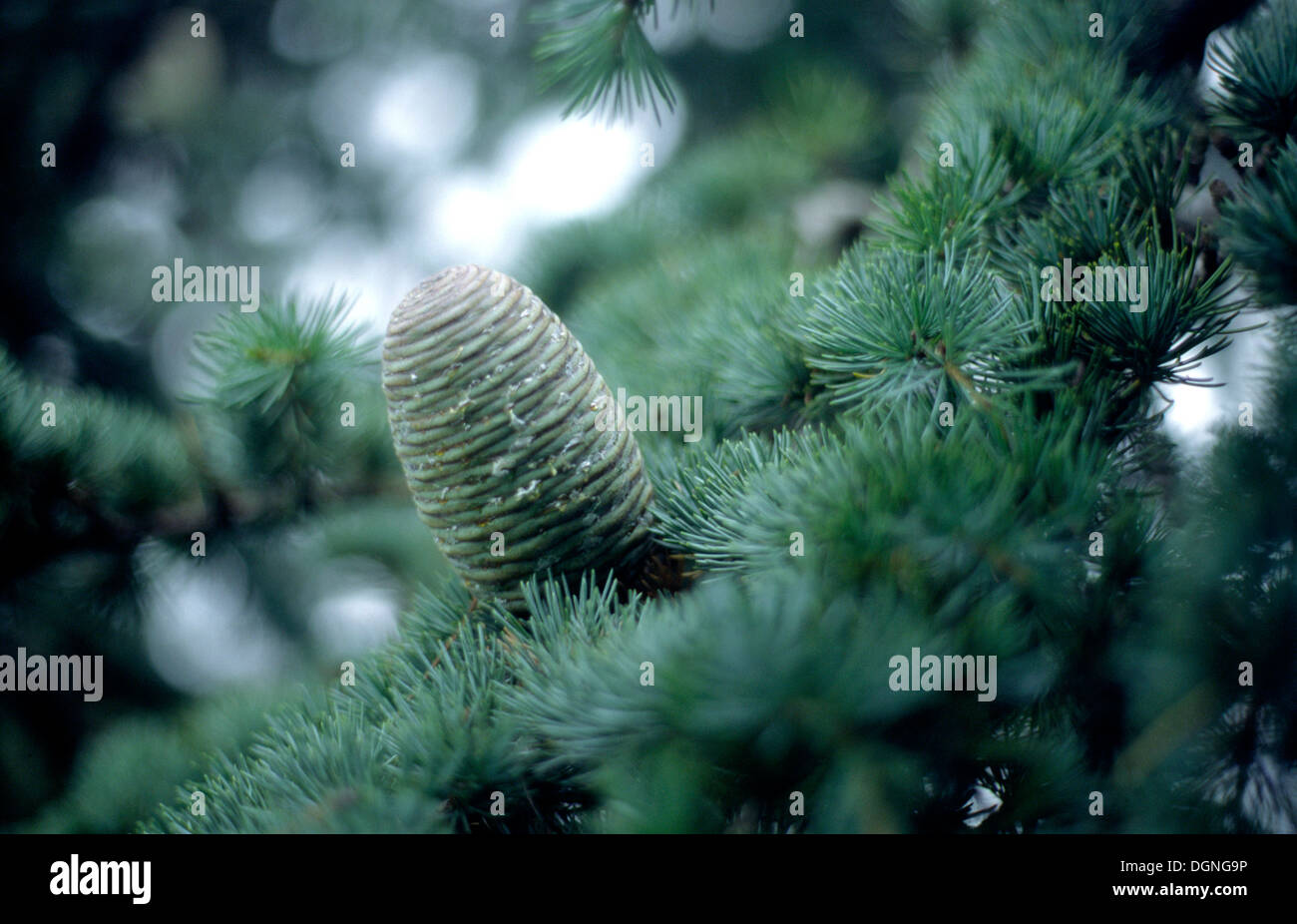 Atlantic cedar cedrus atlantica hi-res stock photography and images - Alamy