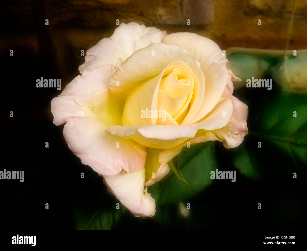 Flora horticulture hi-res stock photography and images - Alamy