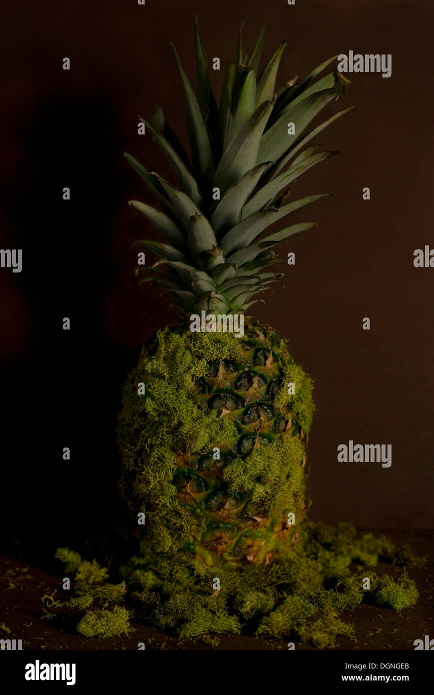 Pineapple moss with brown background Stock Photo