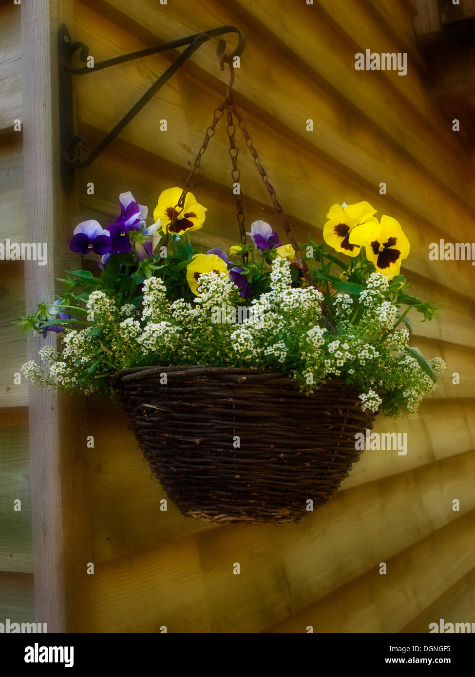 Hanging basket flowers hi-res stock photography and images - Alamy