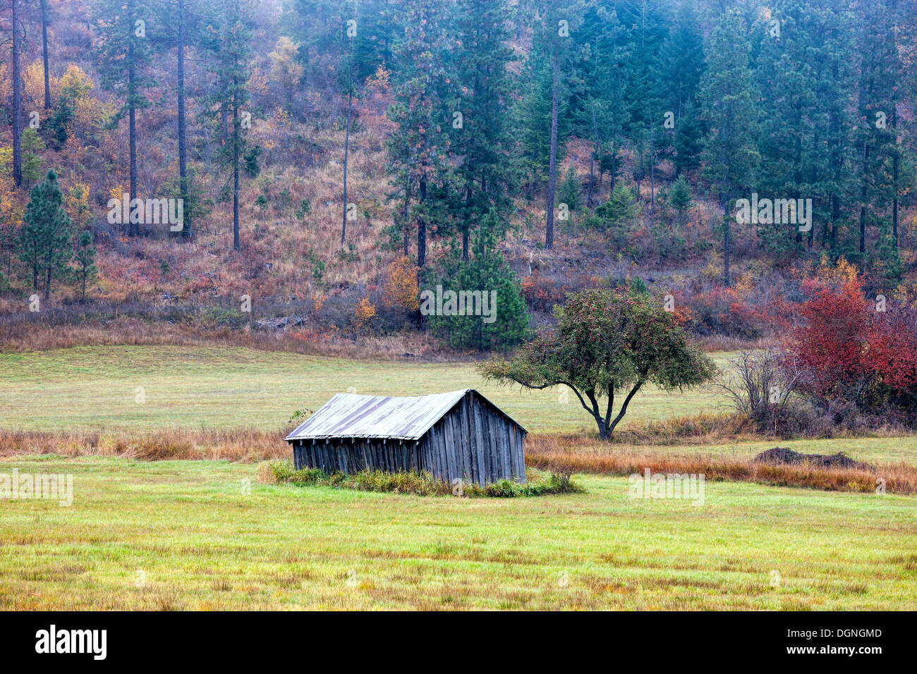 An image of an old barn in front of pine trees near Rose Lake, Idaho