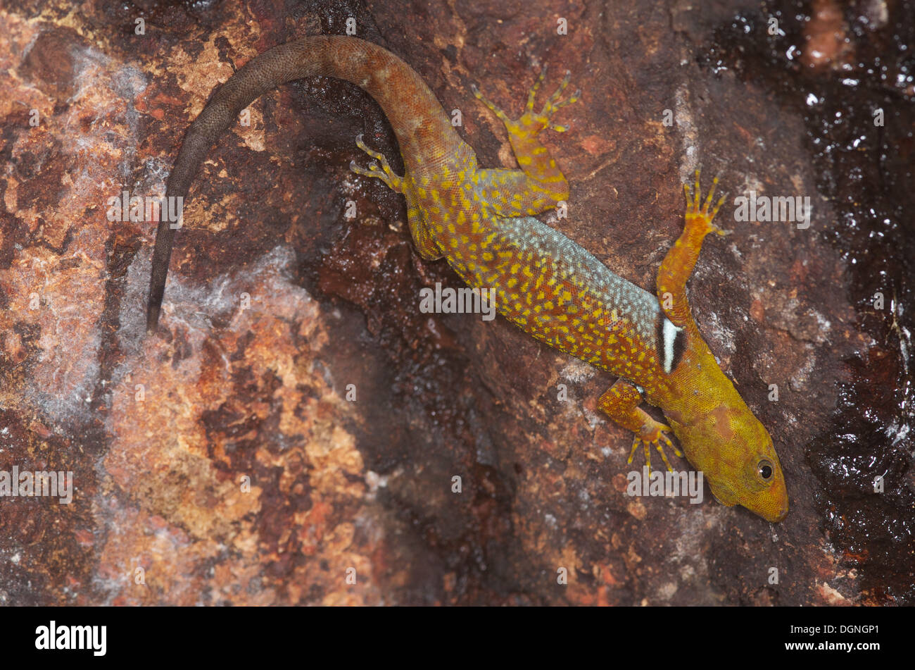 A Collared Forest Gecko (Gonatodes concinnatus) hanging onto a tree trunk in the Amazon rainforest in Loreto Peru. Stock Photo