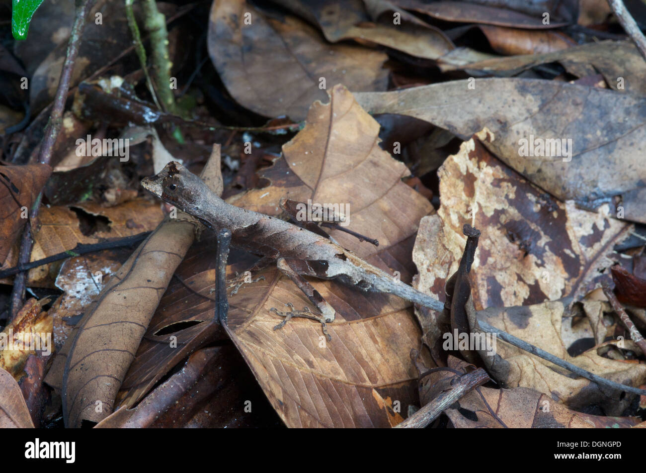 A Blue-lipped Forest Anole (Anolis bombiceps) camouflaged on the forest floor in the Amazon rainforest in Loreto, Peru. Stock Photo