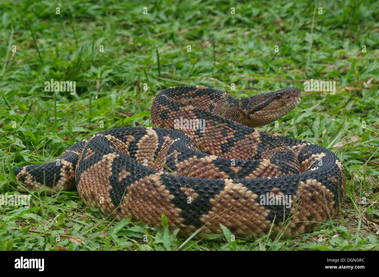 A South American Bushmaster, the world's largest pitviper species, in the rainforest in Peru. Stock Photo