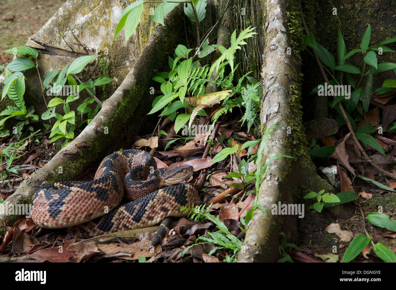 A South American Bushmaster, the world's largest pitviper species, coiled in buttress roots in the rainforest in Peru. Stock Photo