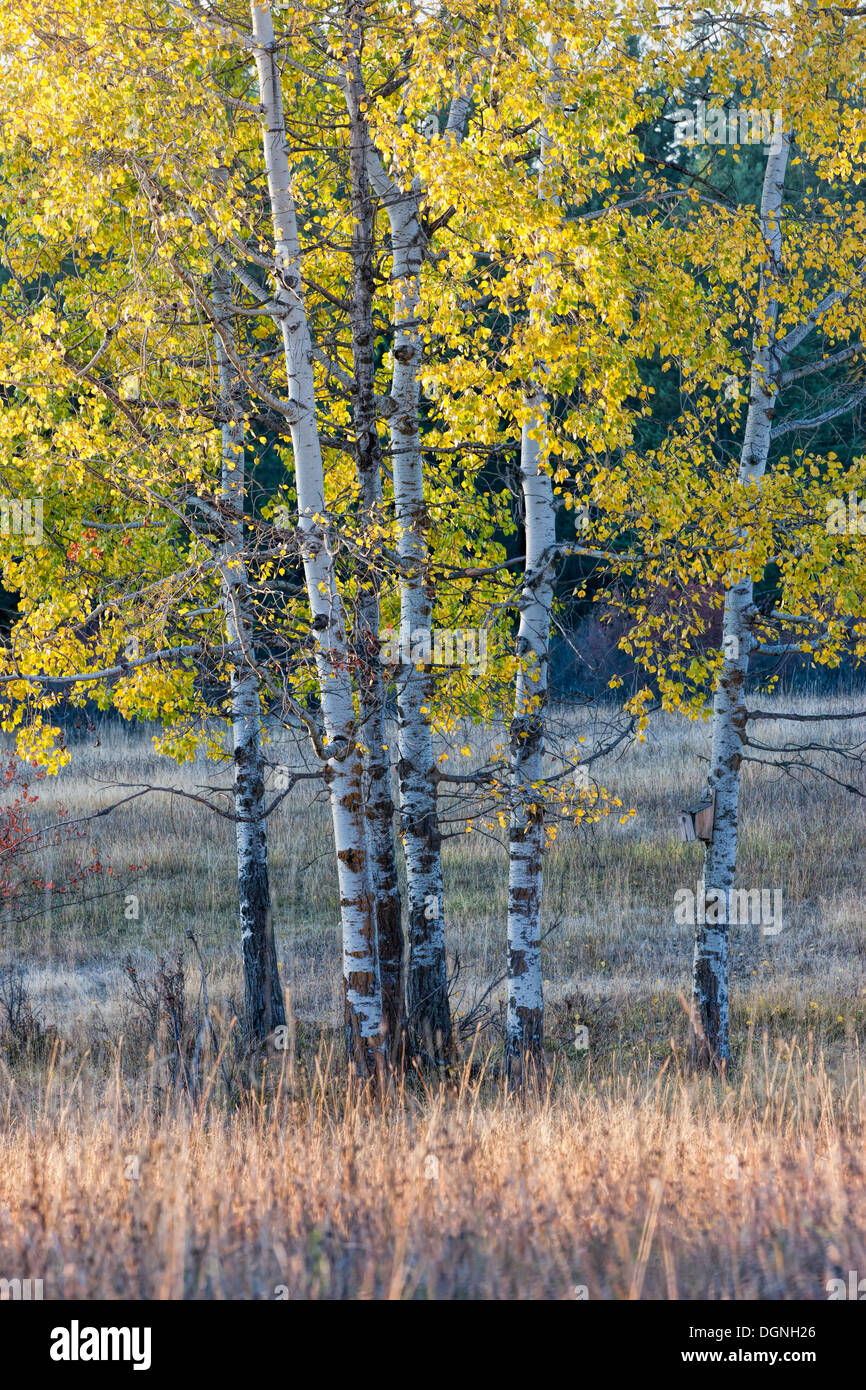 Aspen trees with yellow leaves hi-res stock photography and images - Alamy