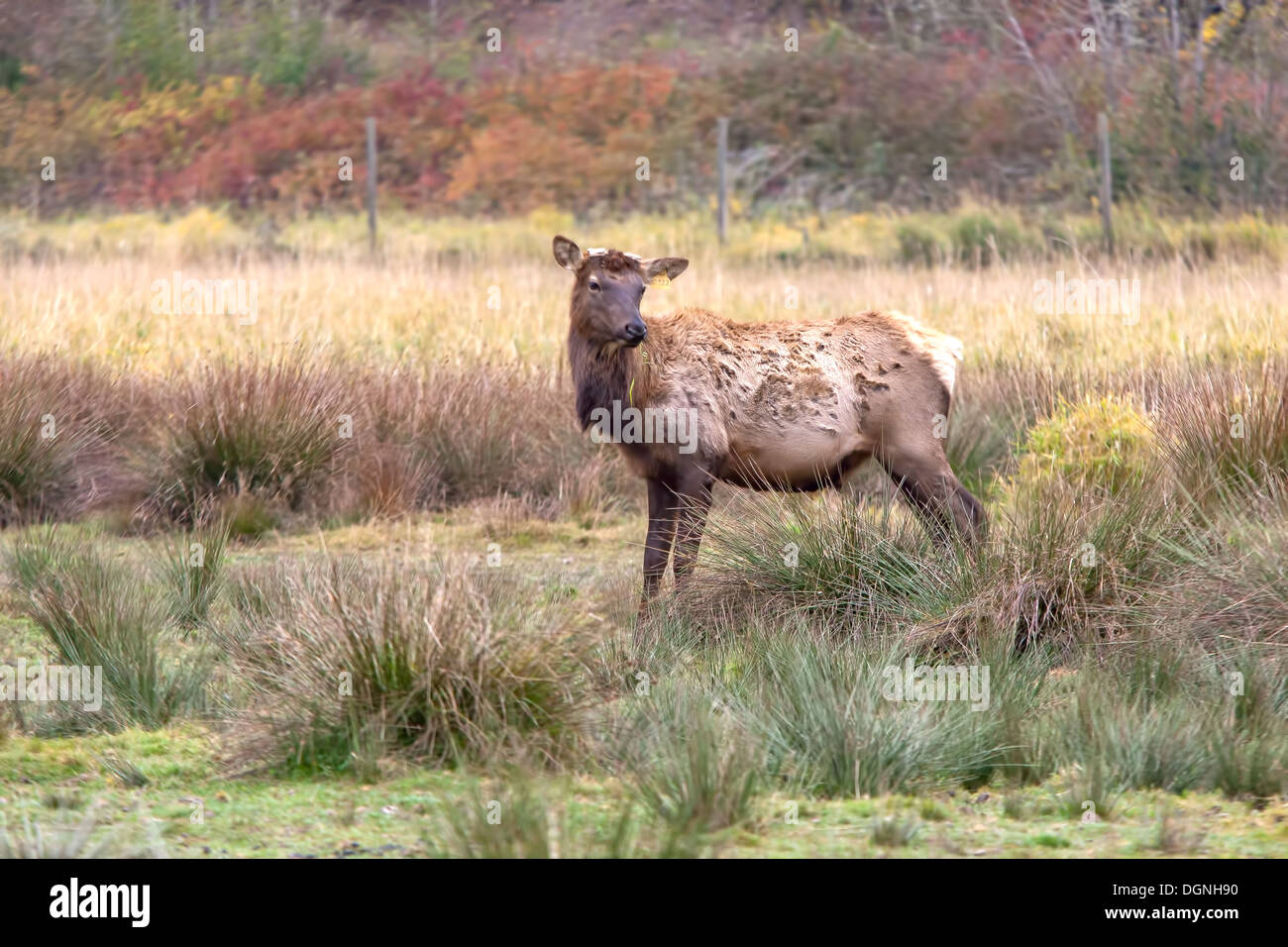 Side view of farm raised elk Stock Photo Alamy