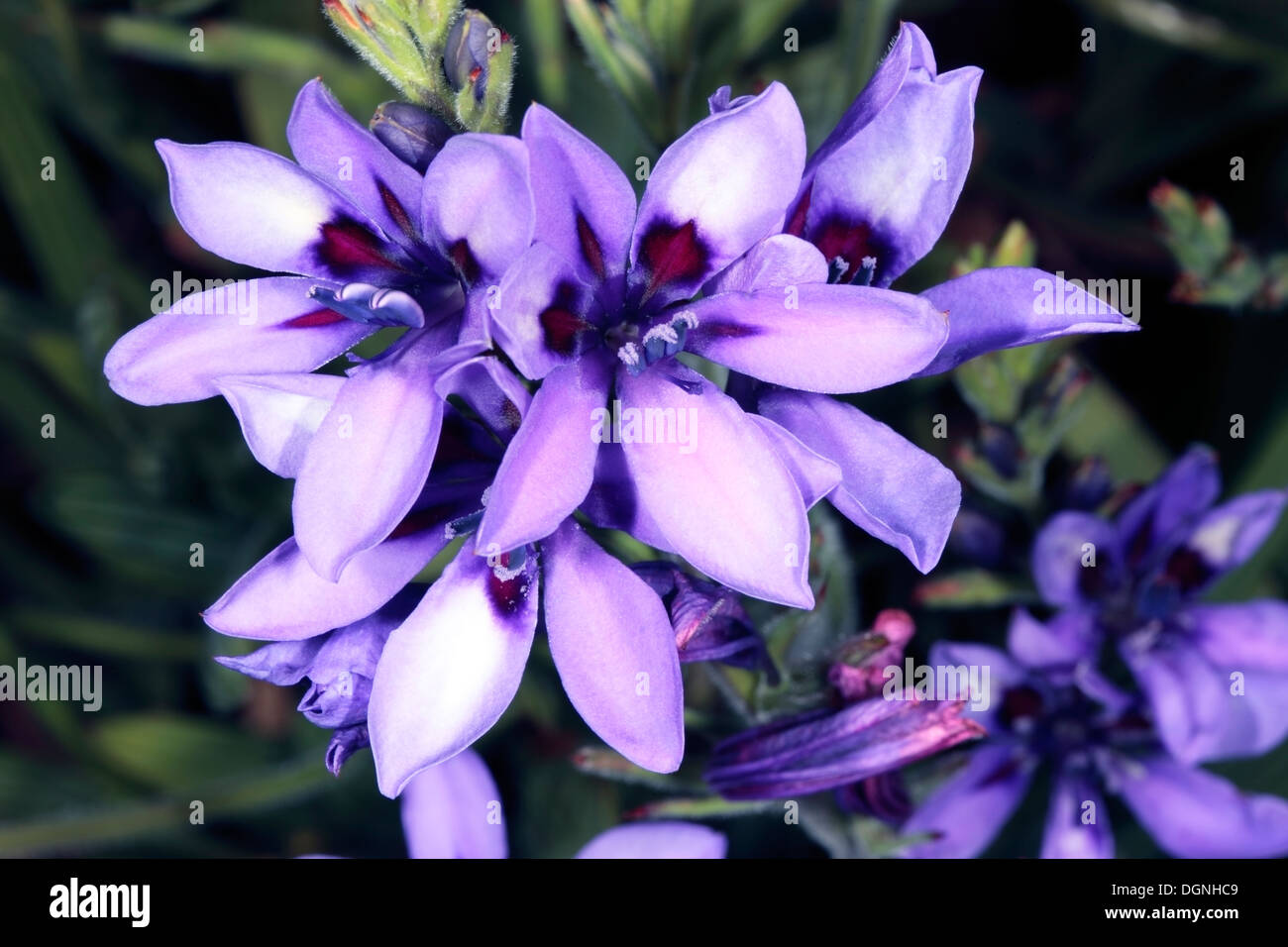 Baboon Flower - Babiana angustifolia- Family Iridaceae Stock Photo