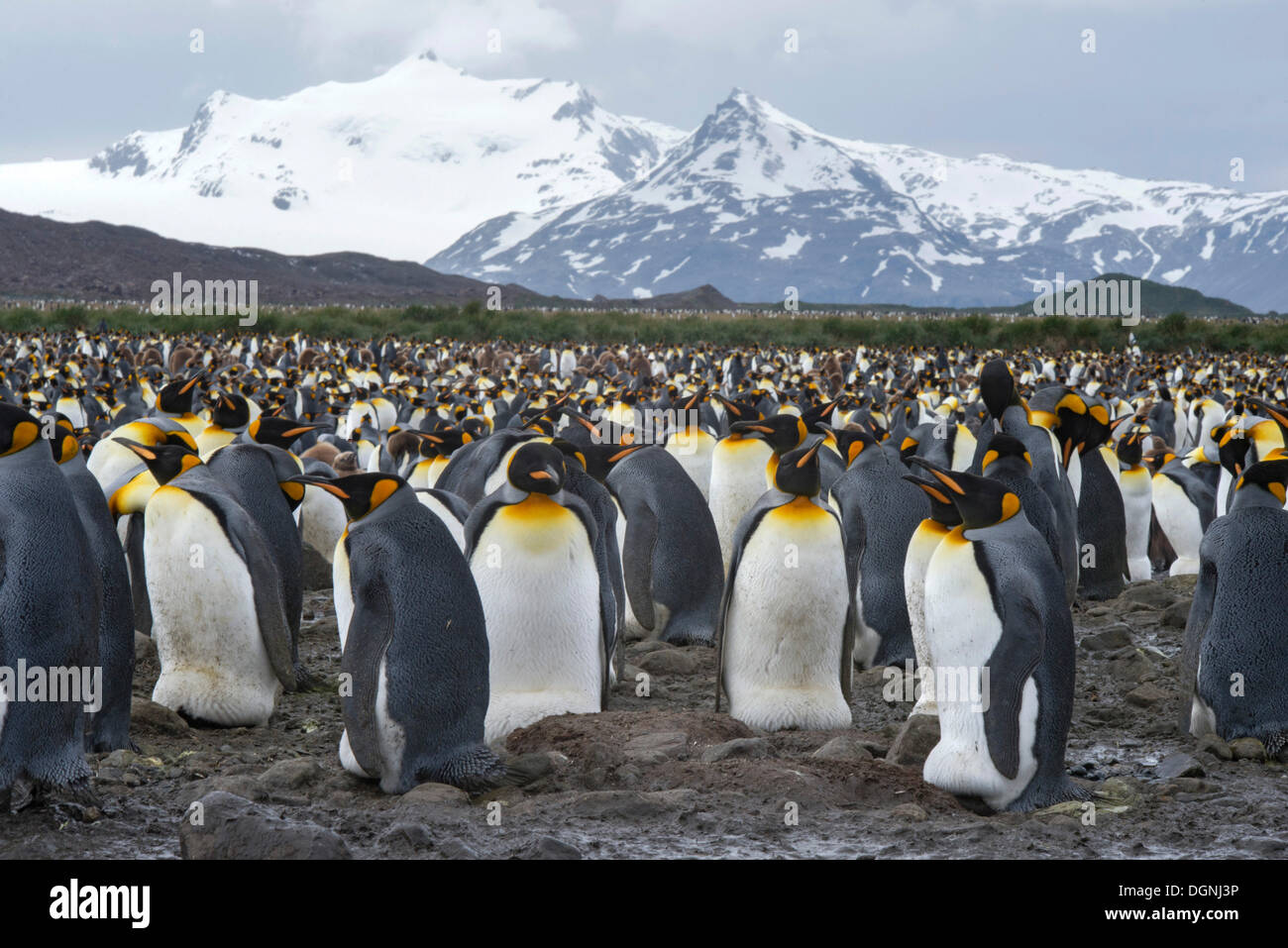 King Penguins (Aptenodytes patagonicus) adult birds incubating eggs, breeding colony, Salisbury Plain, South Georgia and the Stock Photo