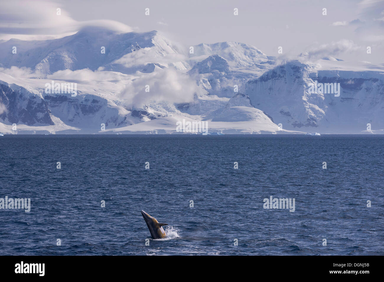Antarctic minke whale or southern minke whale (Balaenoptera bonaerensis), breaching, Gerlache Strait, Antarctic Peninsula Stock Photo