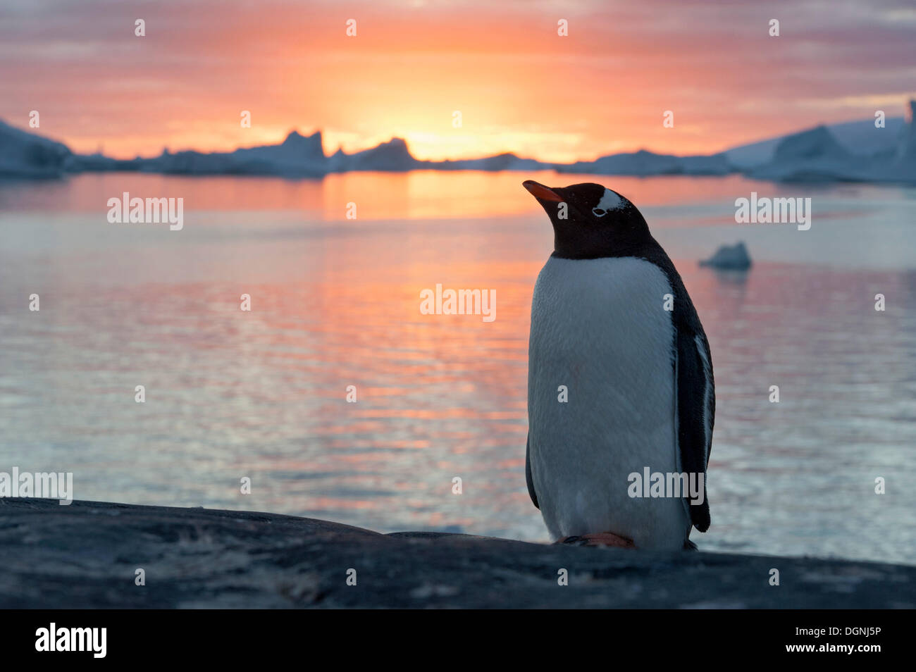 Gentoo Penguin (Pygoscelis papua) at sunset in front of a fjord and icebergs, Booth Island, Pleneau Bay, Antarctic Peninsula Stock Photo