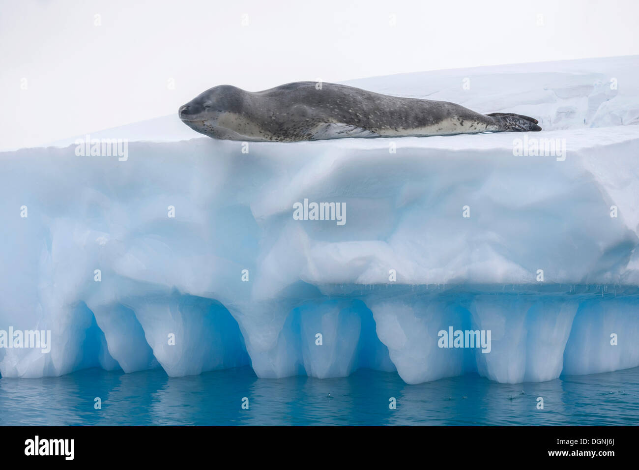 Leopard Seal (Hydrurga leptonyx) lying on an iceberg, Pléneau Bay, Antarctic Peninsula, Antarctica Stock Photo