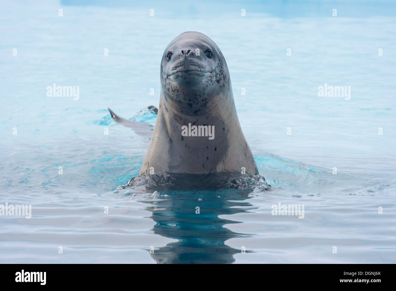 Leopard Seal (Hydrurga leptonyx), jumping curiously out of the water, Plenau Bay, Antarctic Peninsula, Antarctica Stock Photo