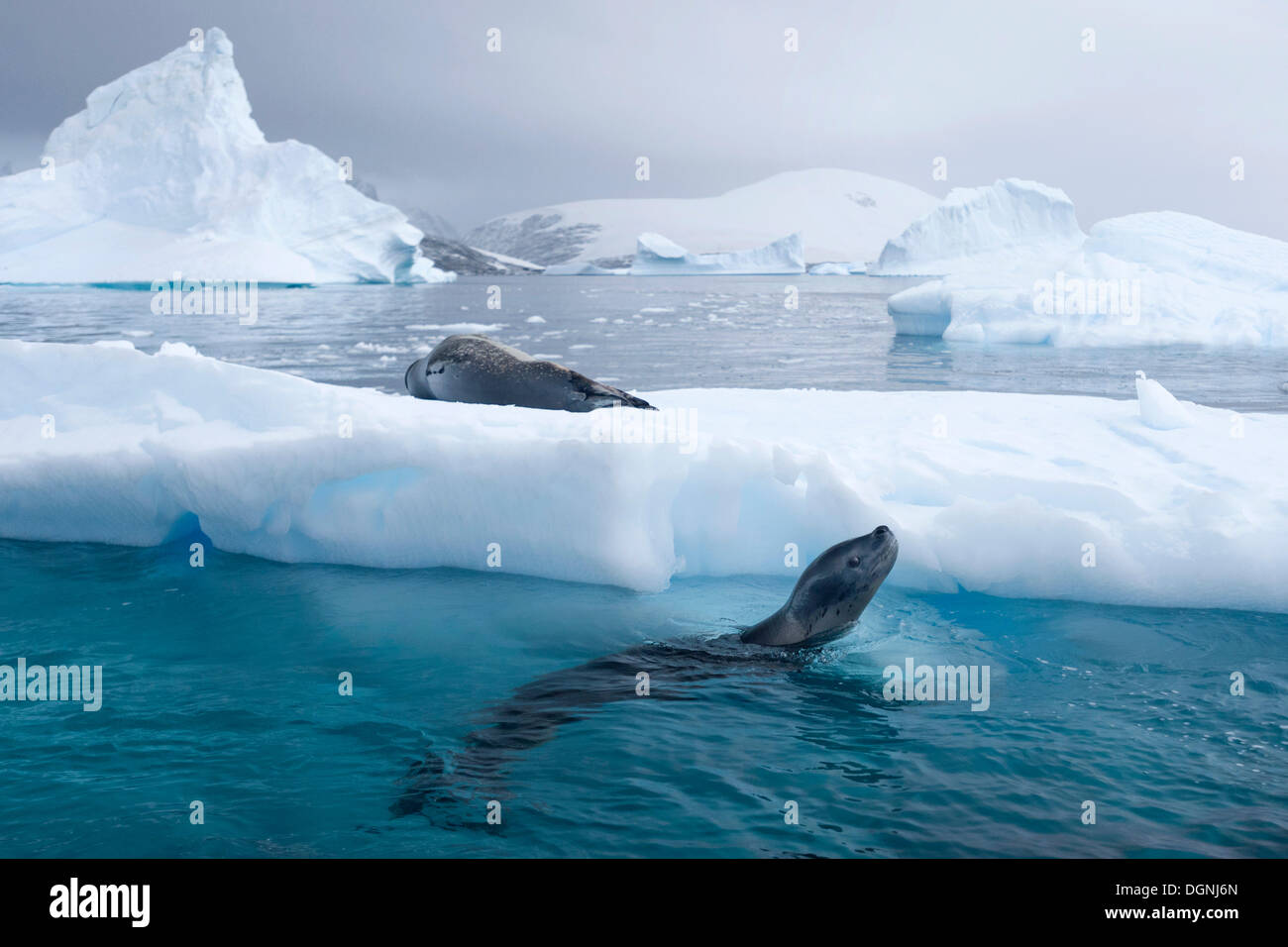 2 animals animals animal antarctica antarctic peninsula canoidea hi-res  stock photography and images - Alamy