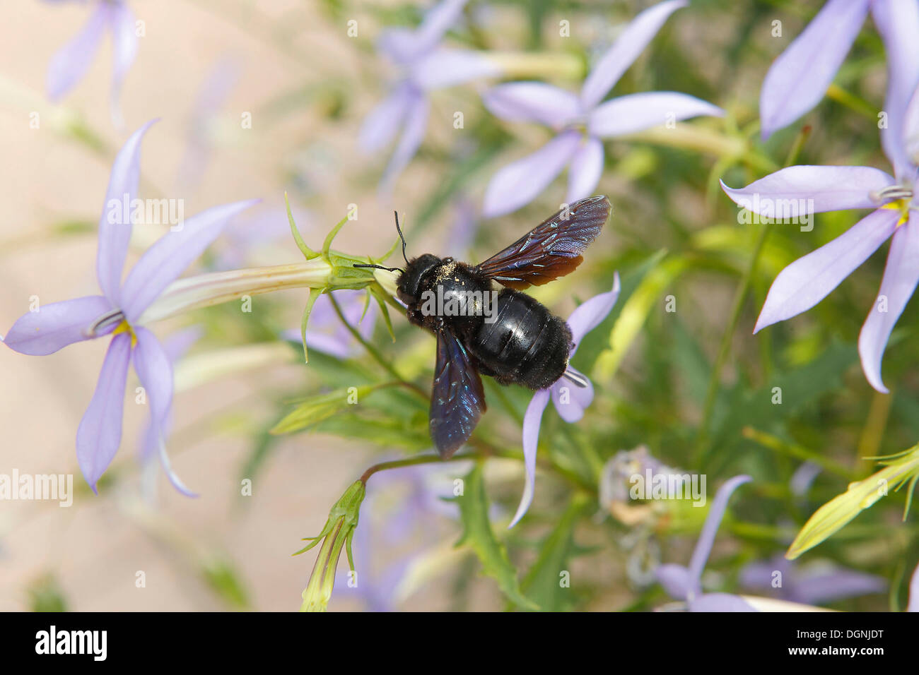 Large Violet Carpenter Bee (Xylocopa violacea), Marbach am Neckar, Baden-Württemberg, Germany Stock Photo