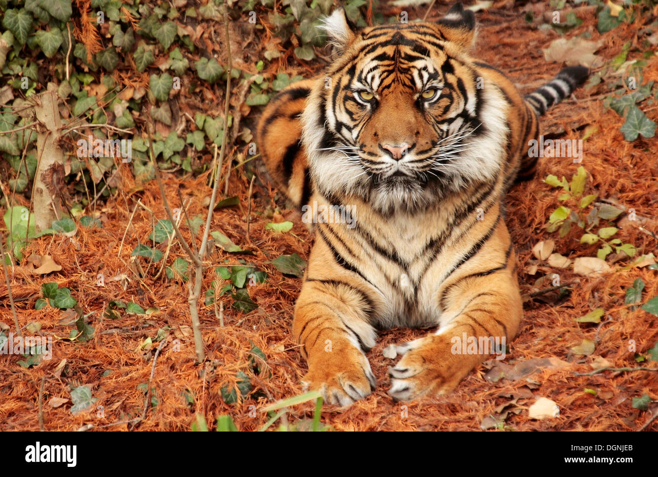 Sumatran tiger (Panthera tigris sumatrae), zoo, Frankfurt, Hesse Stock Photo