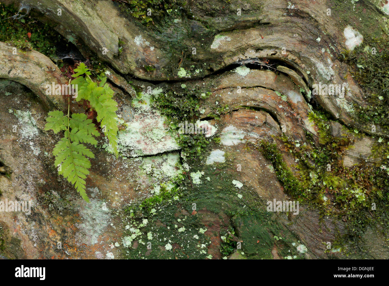 Wavy fault in quartzite slate of the Taunus mountains Stock Photo