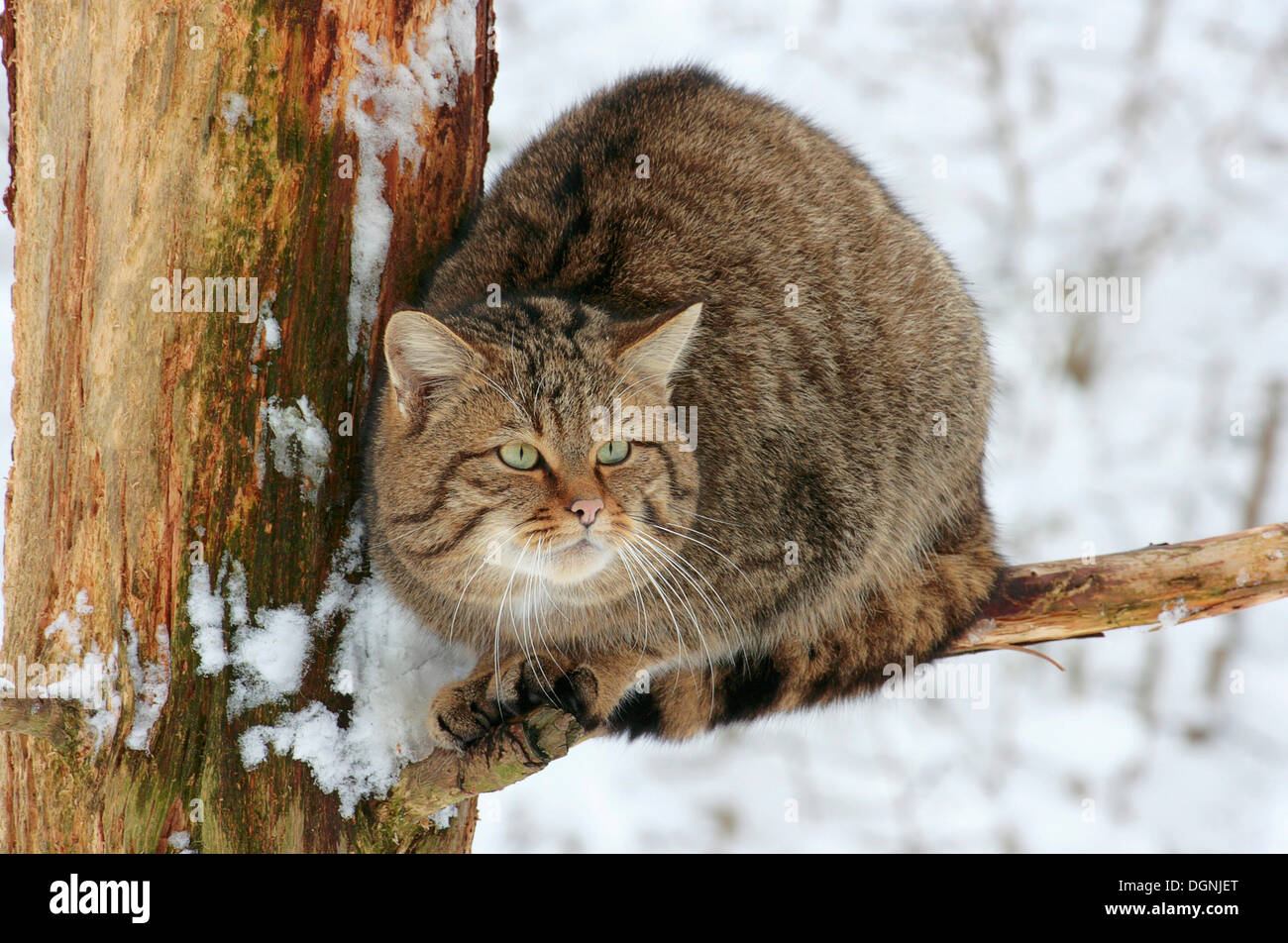 Wildcat (Felis silvestris), sitting in a tree Stock Photo