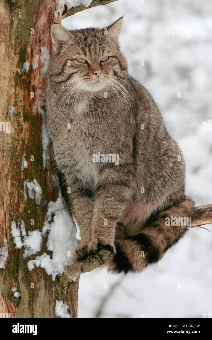 Wildcat (Felis silvestris), sitting in a tree Stock Photo
