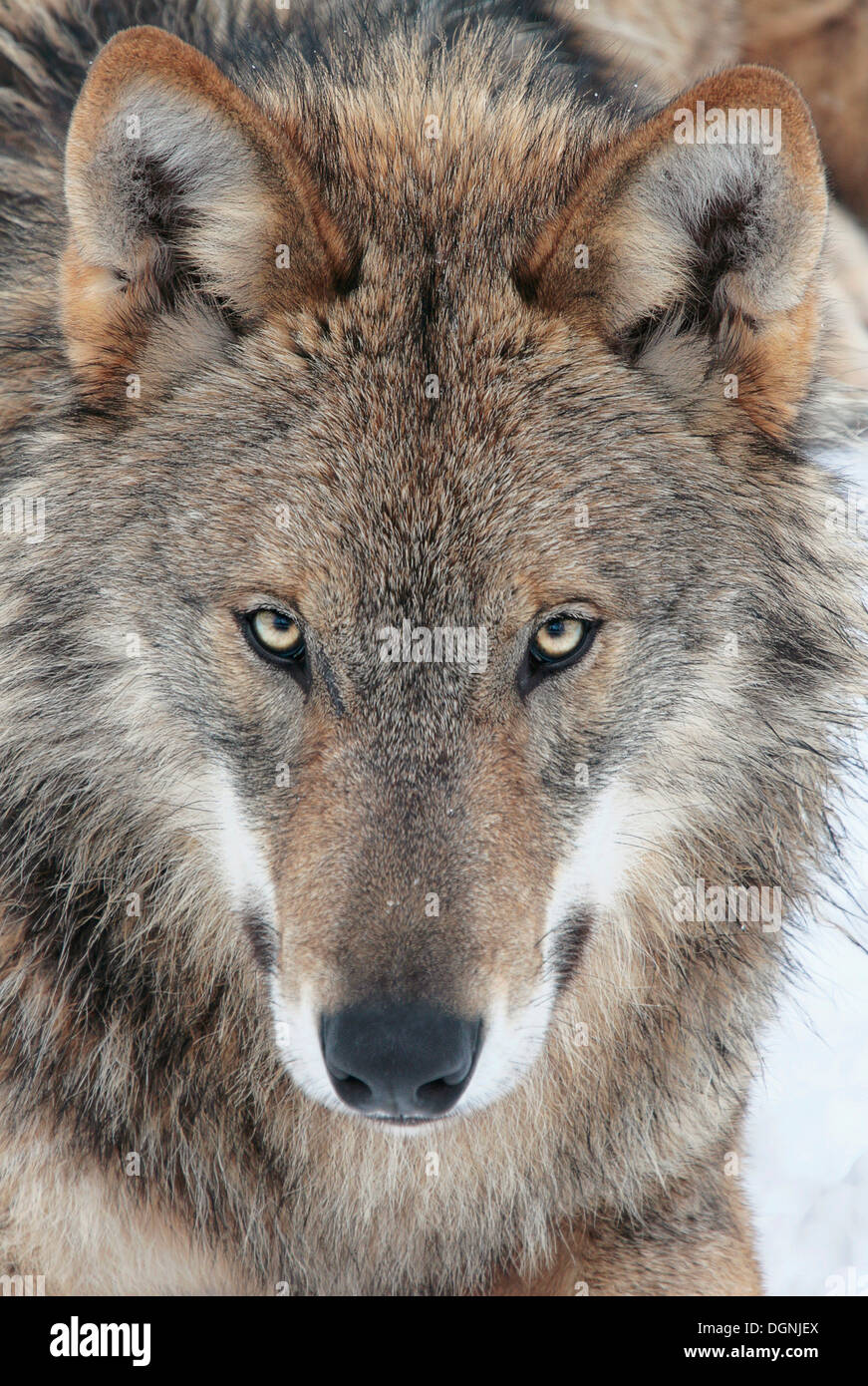 Wolf (Canis lupus), portrait Stock Photo
